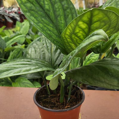 6" Monstera Peru  